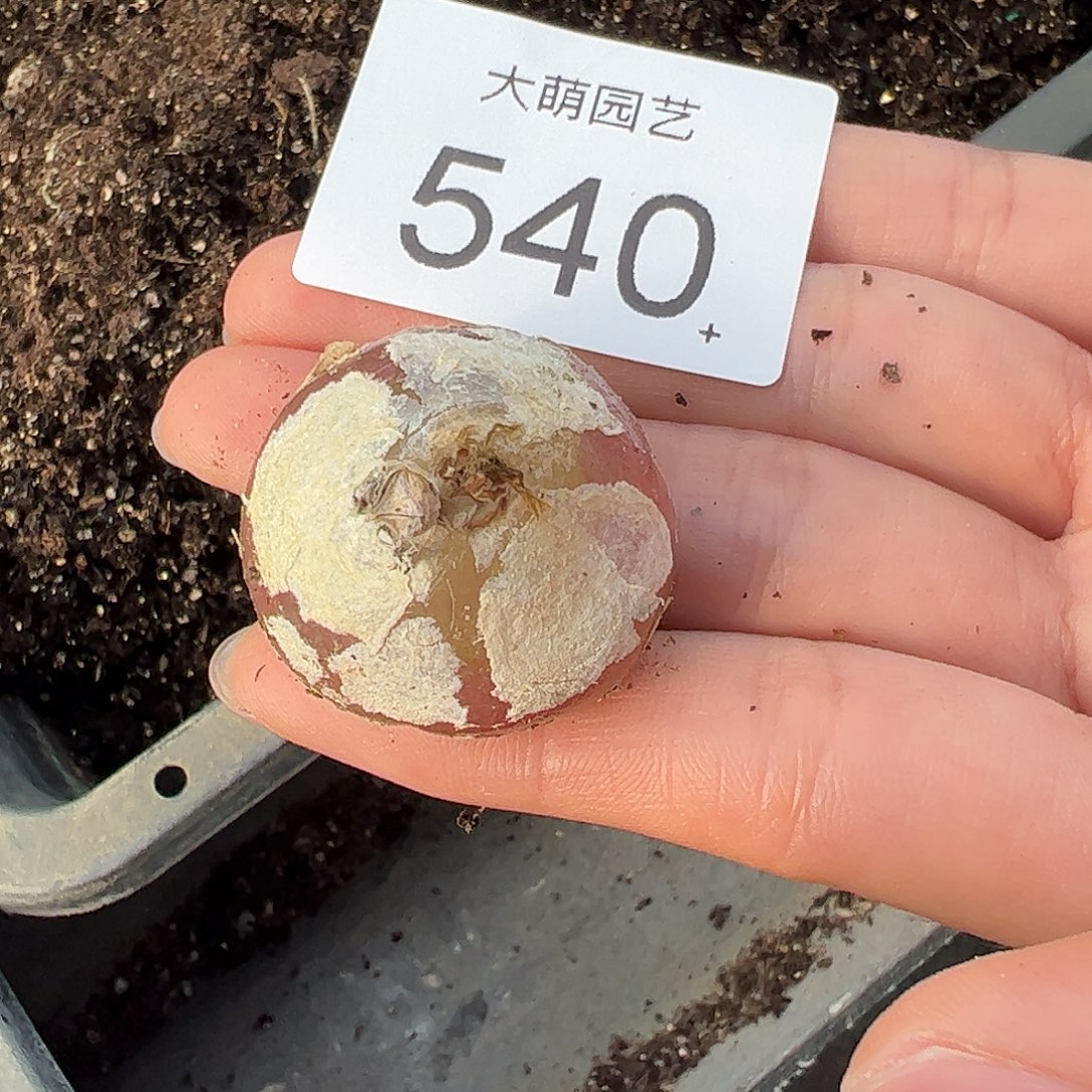 一物一拍。     540