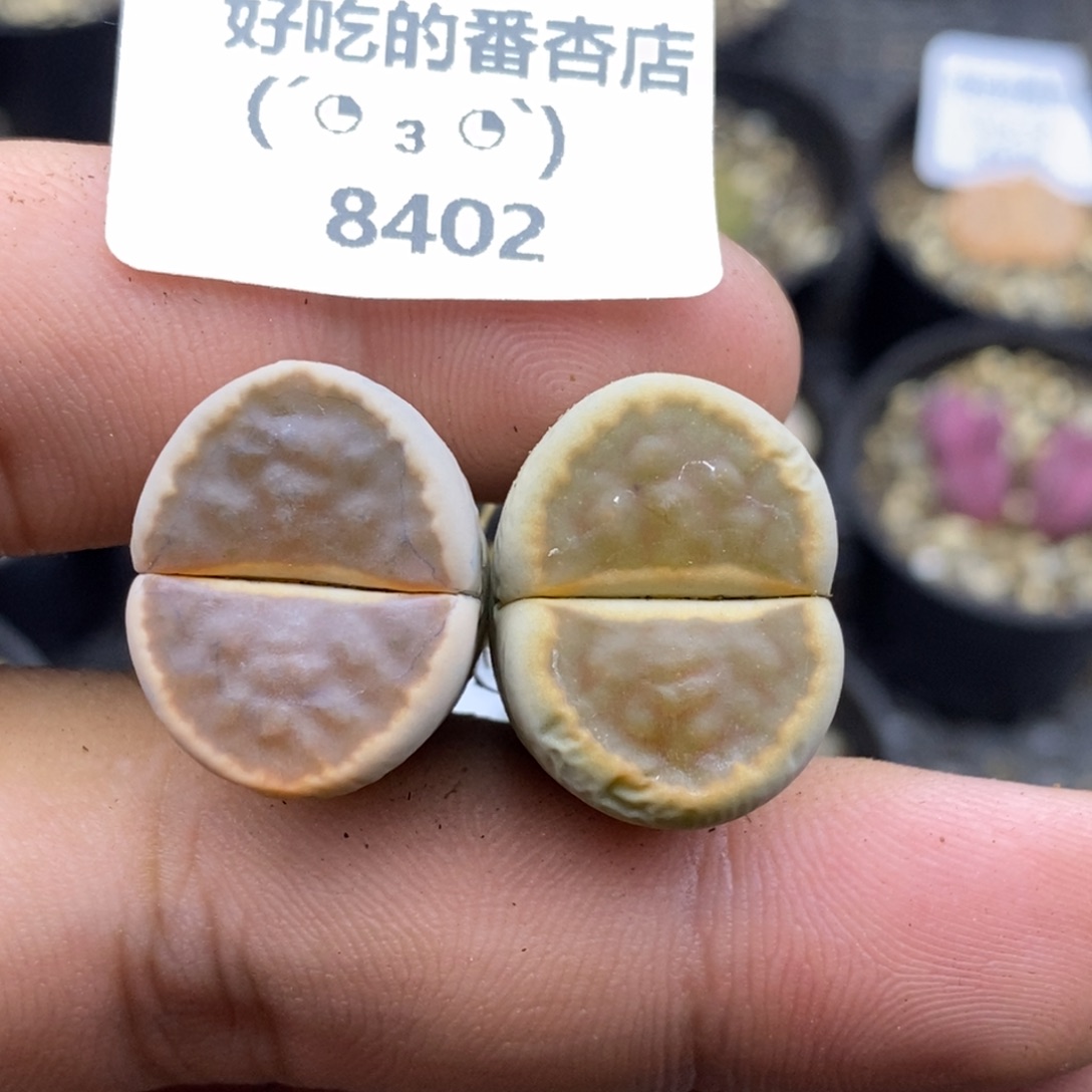 8402。默认脱土。18包邮。偏远88包邮