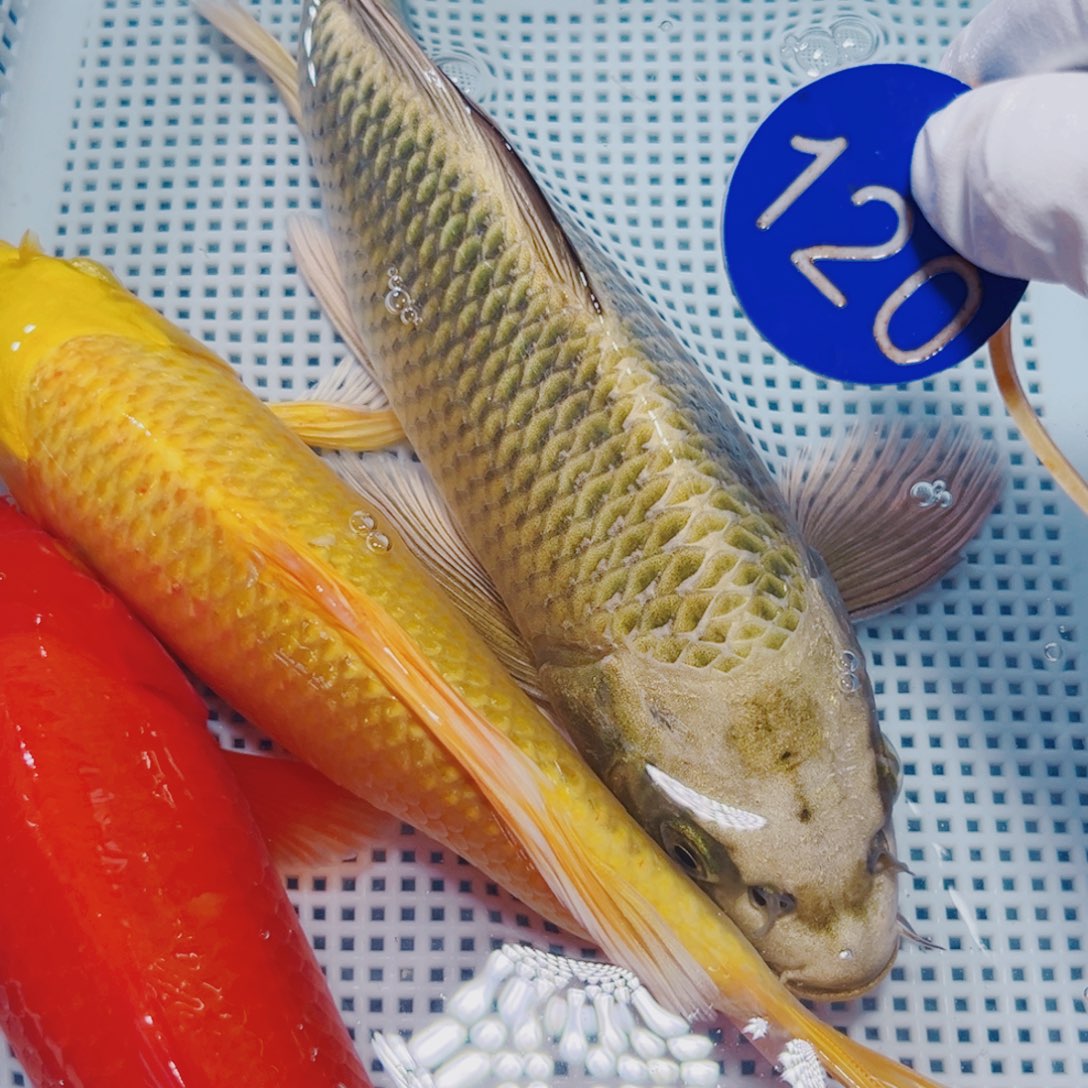 锦鲤锦鲤冷水观赏120