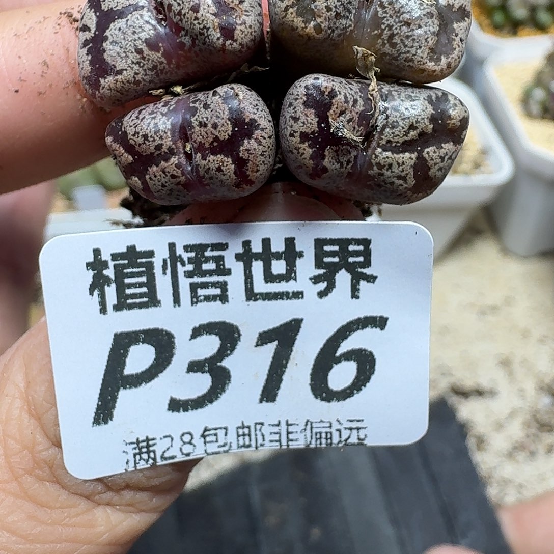 多肉植物的人Gbnnn