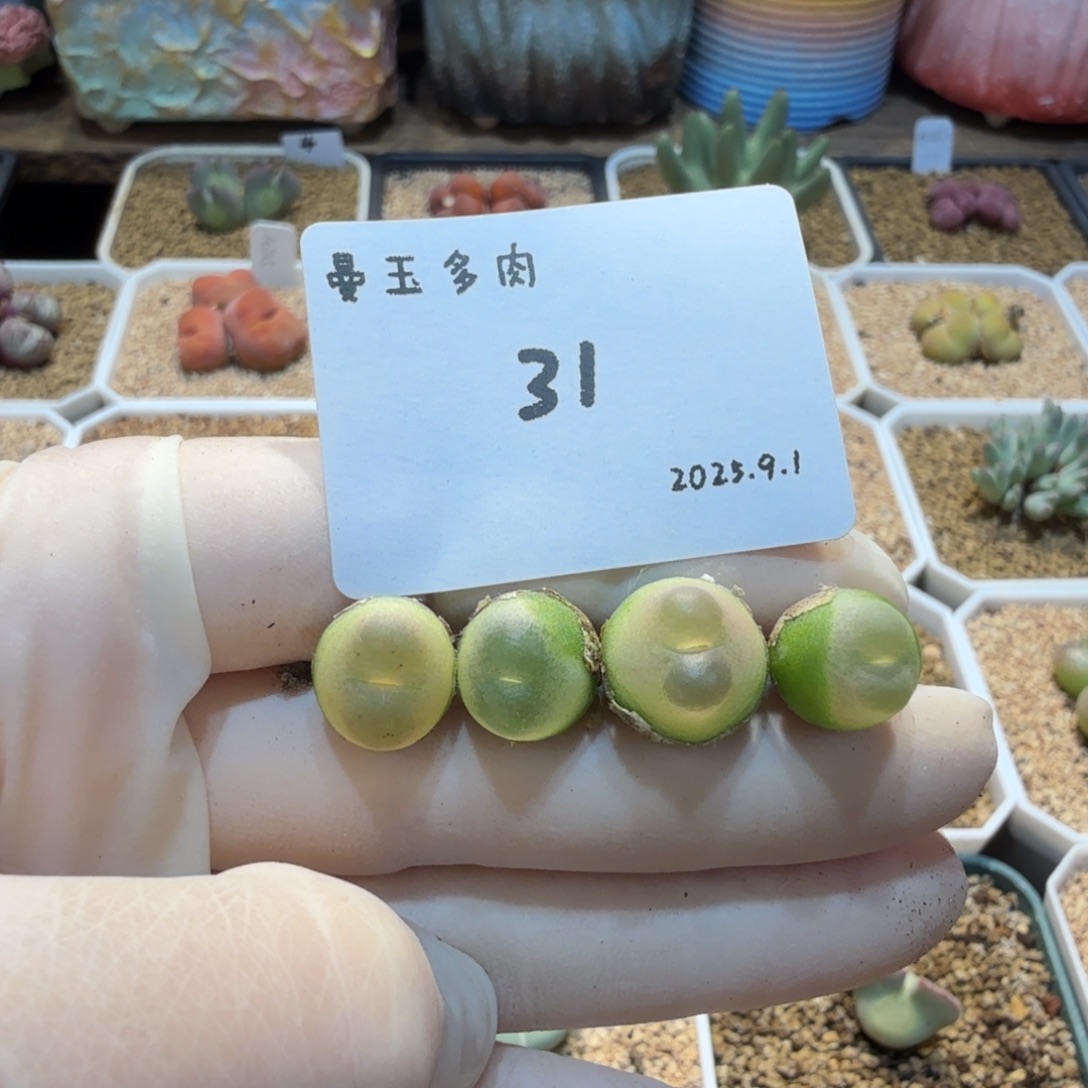多肉多肉多肉9.1-031