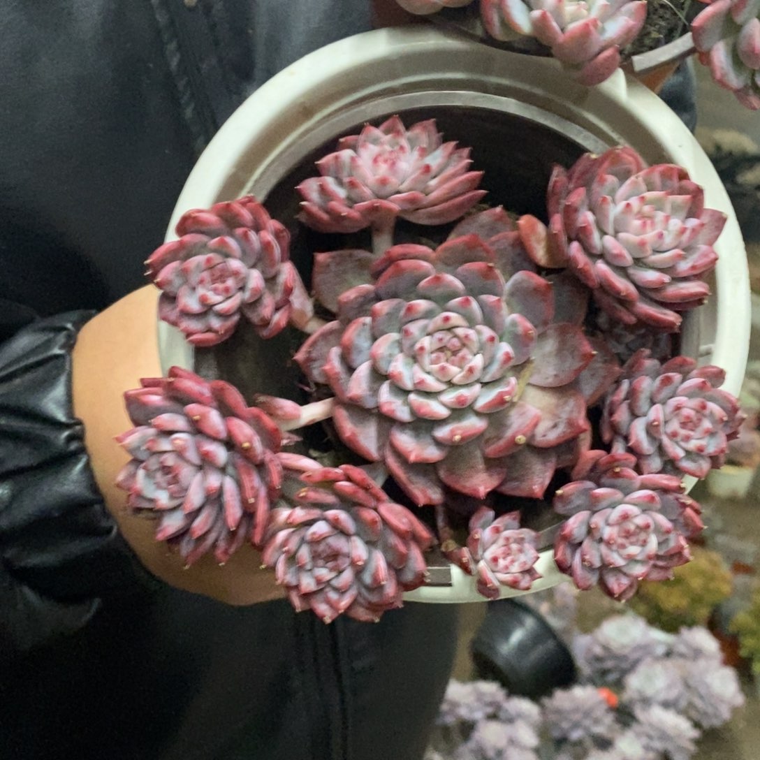 霜花小老桩手捧多肉