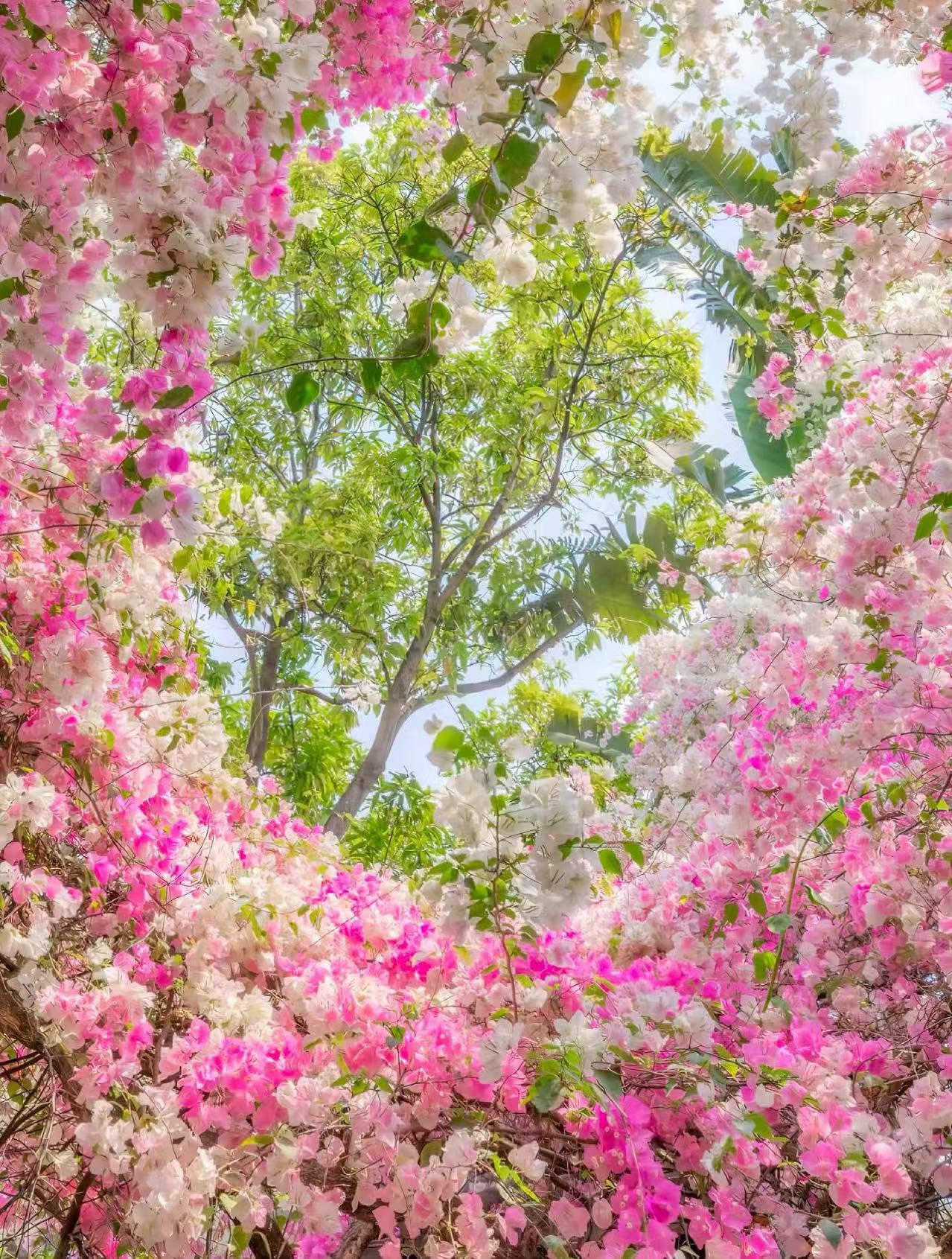 【一物一拍】三角梅四季勤花爆花爬藤机器