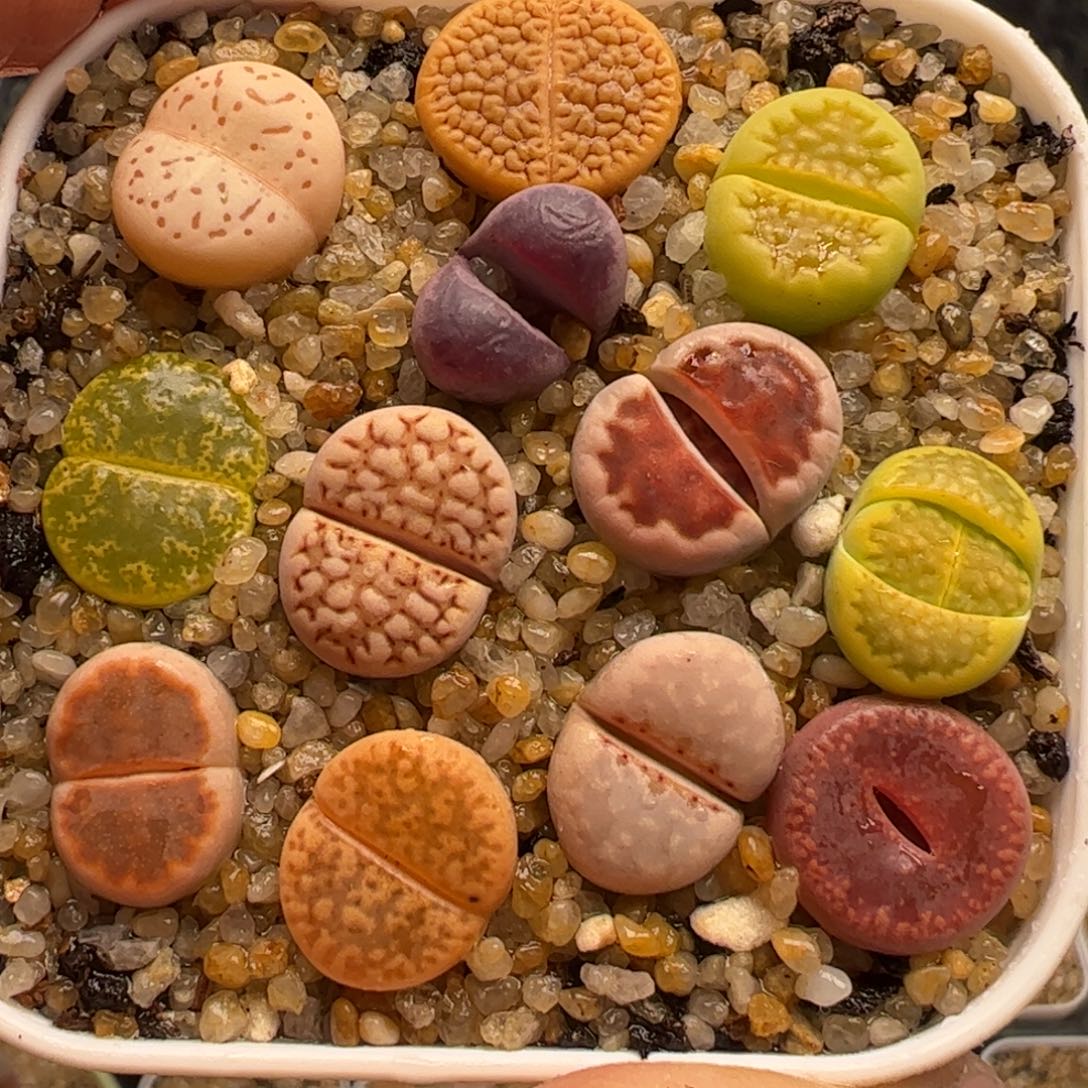 母本编号组合带盆多肉植物