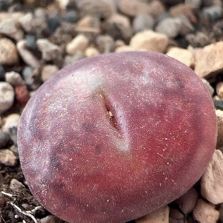 w。   250。   优选毛杂。  