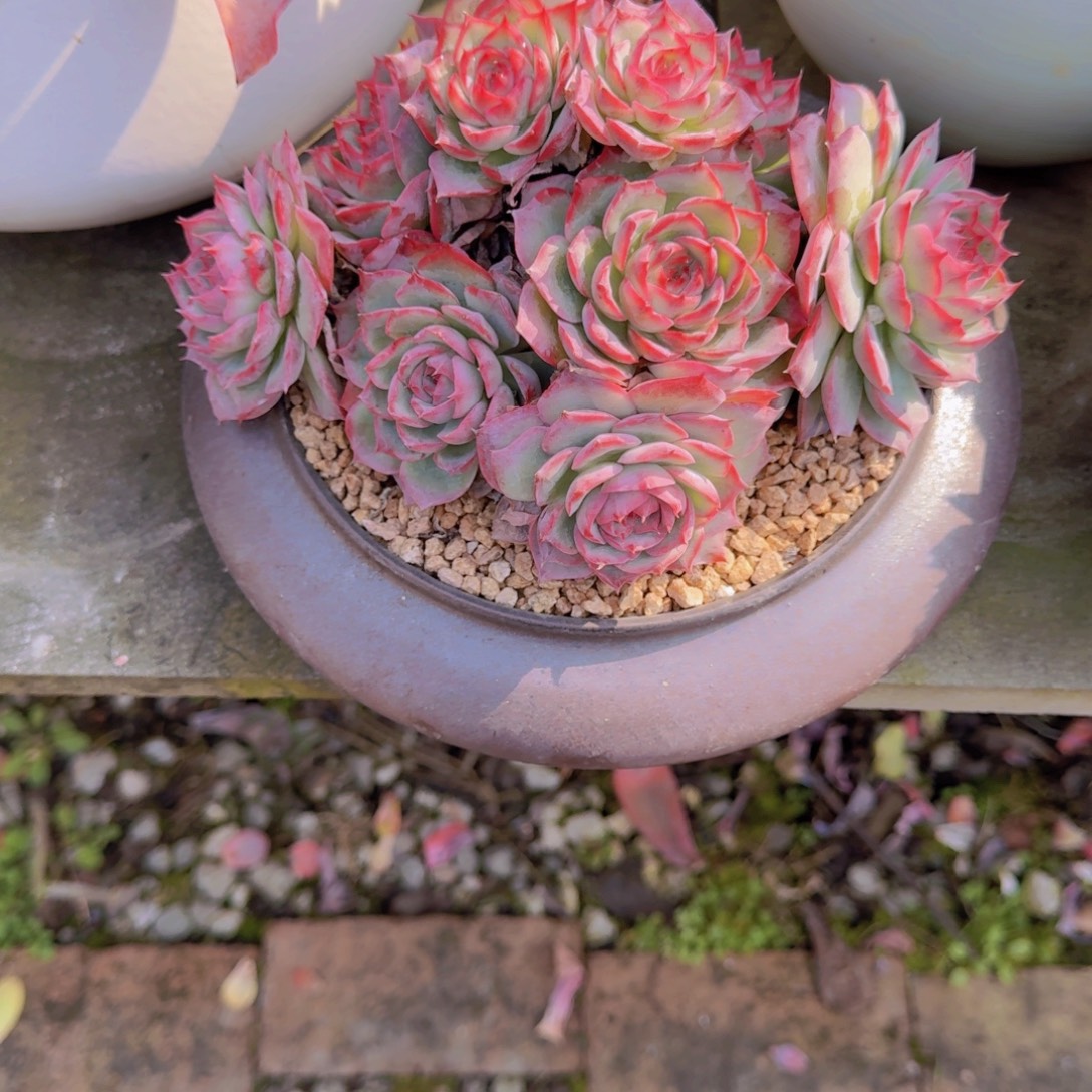 侧影带盆土198哇哇哇