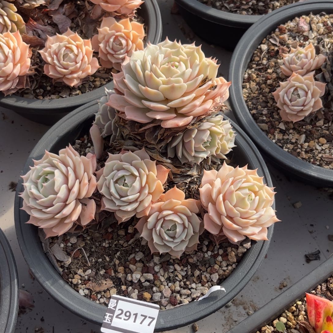 露娜莲多肉植物29177