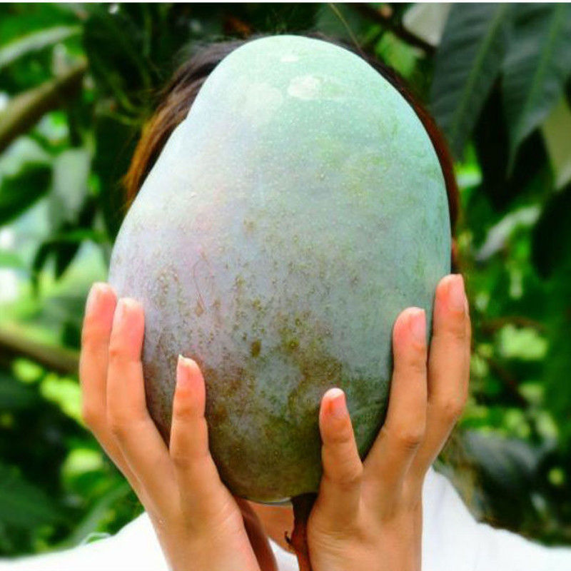 【催熟食用】四川攀枝花凯特芒果10斤整箱新鲜当季水果酸甜多汁