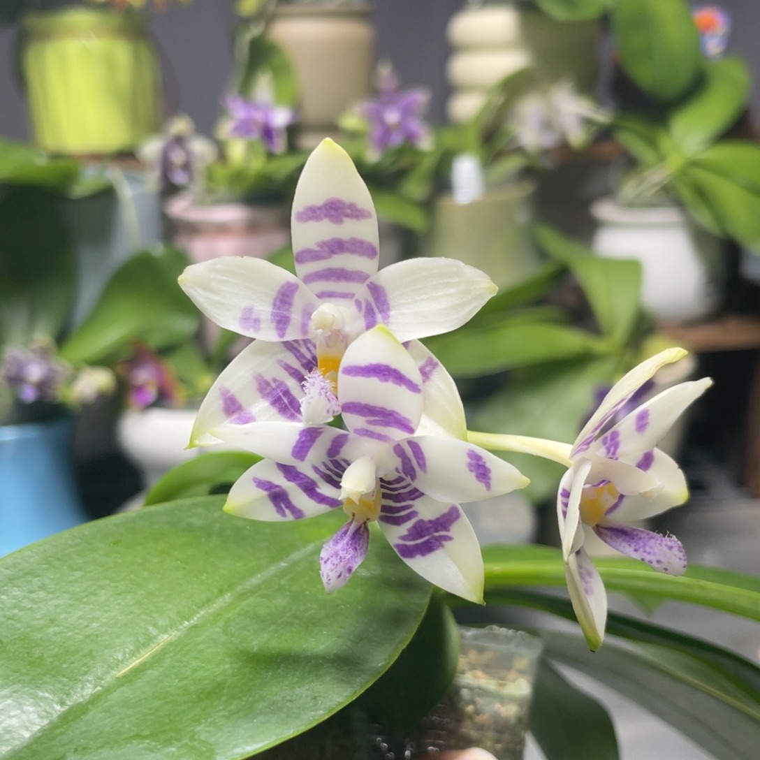 完全开放YC66，2.5杯开花株