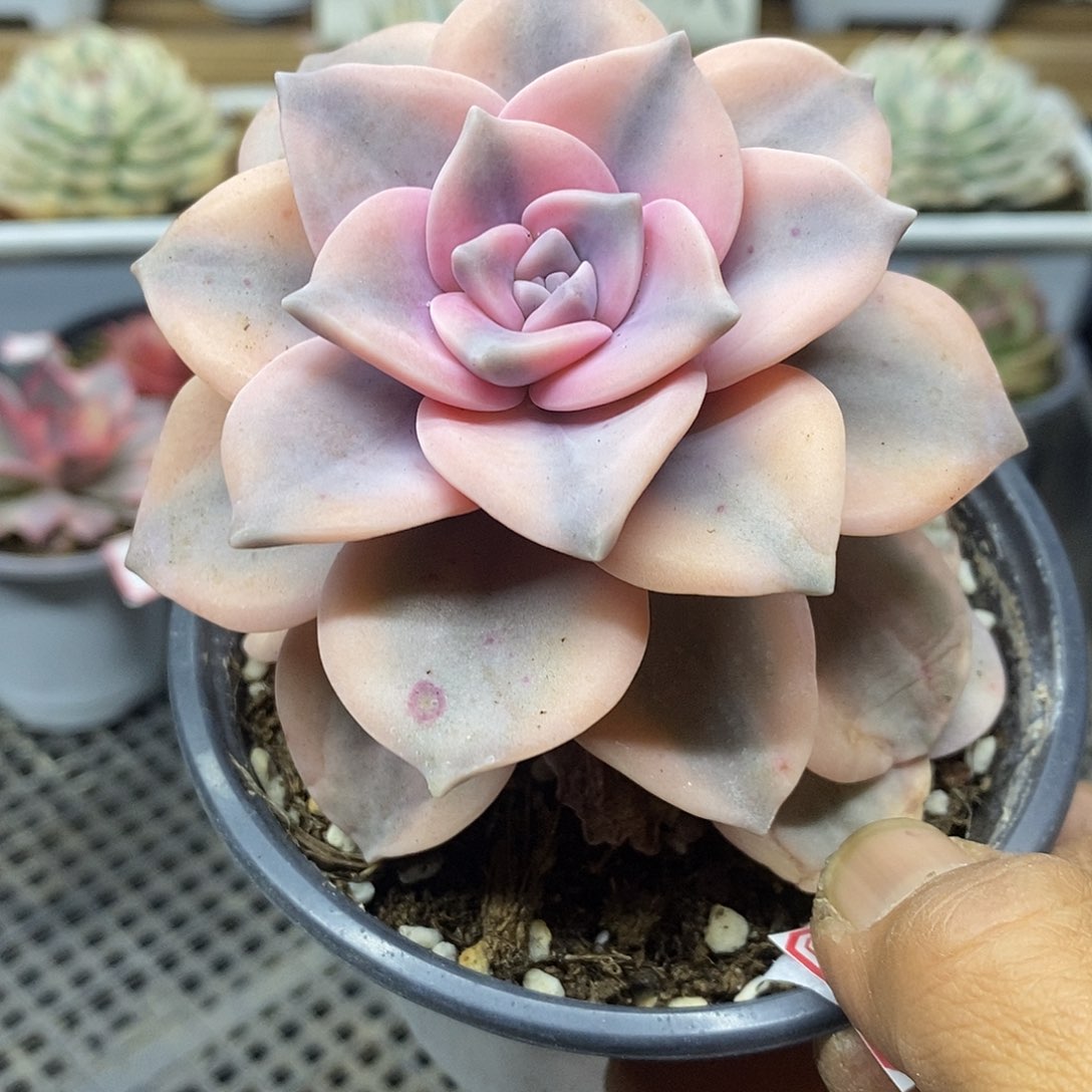 08112 粉紫乐覆轮锦