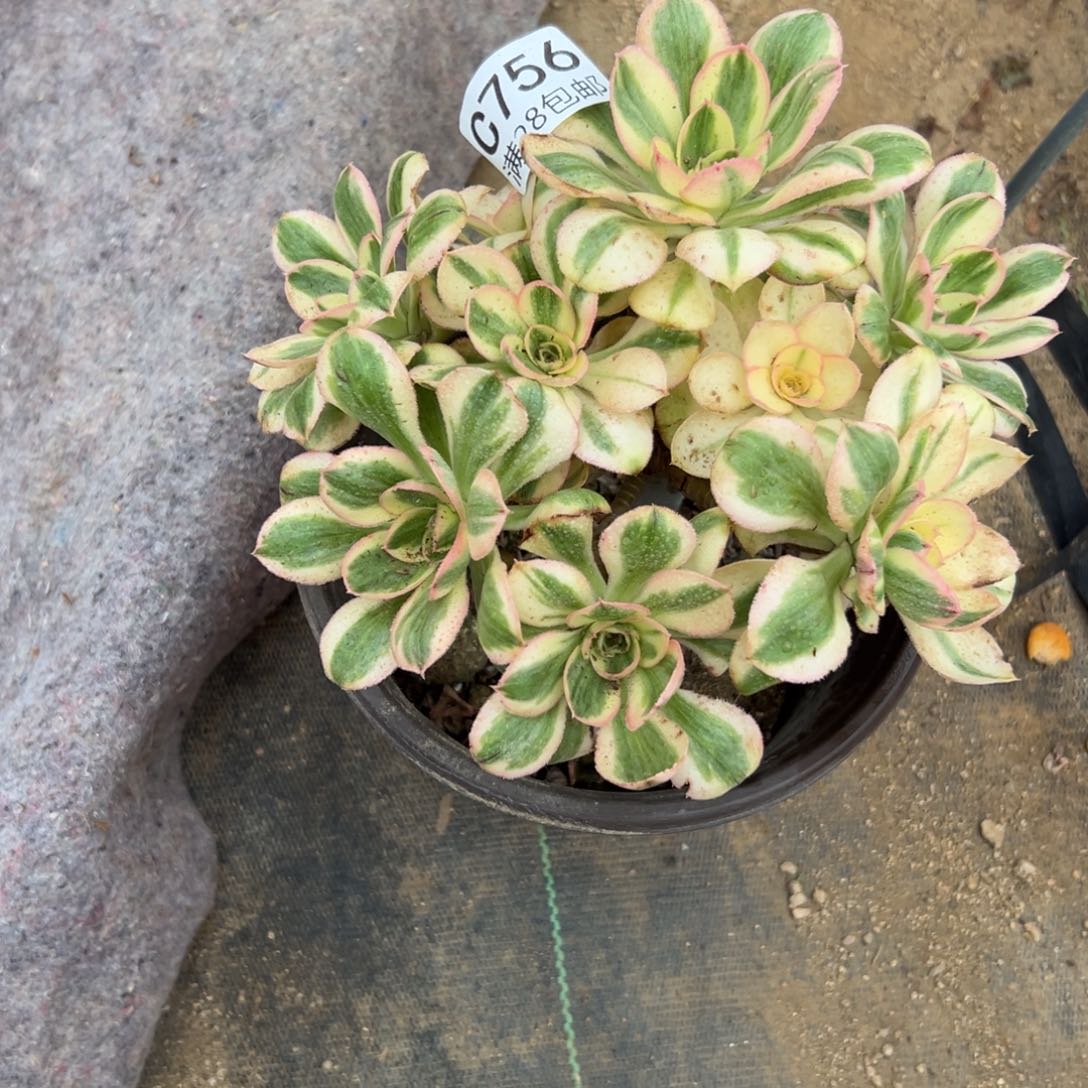 756多肉植物  燕姿锦     