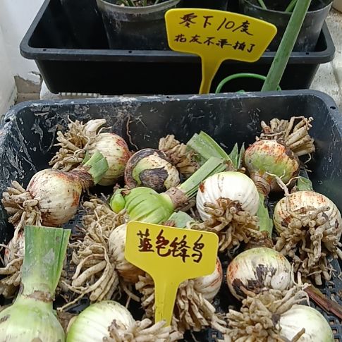 无花朵蓝色蜂鸟4-5发三个