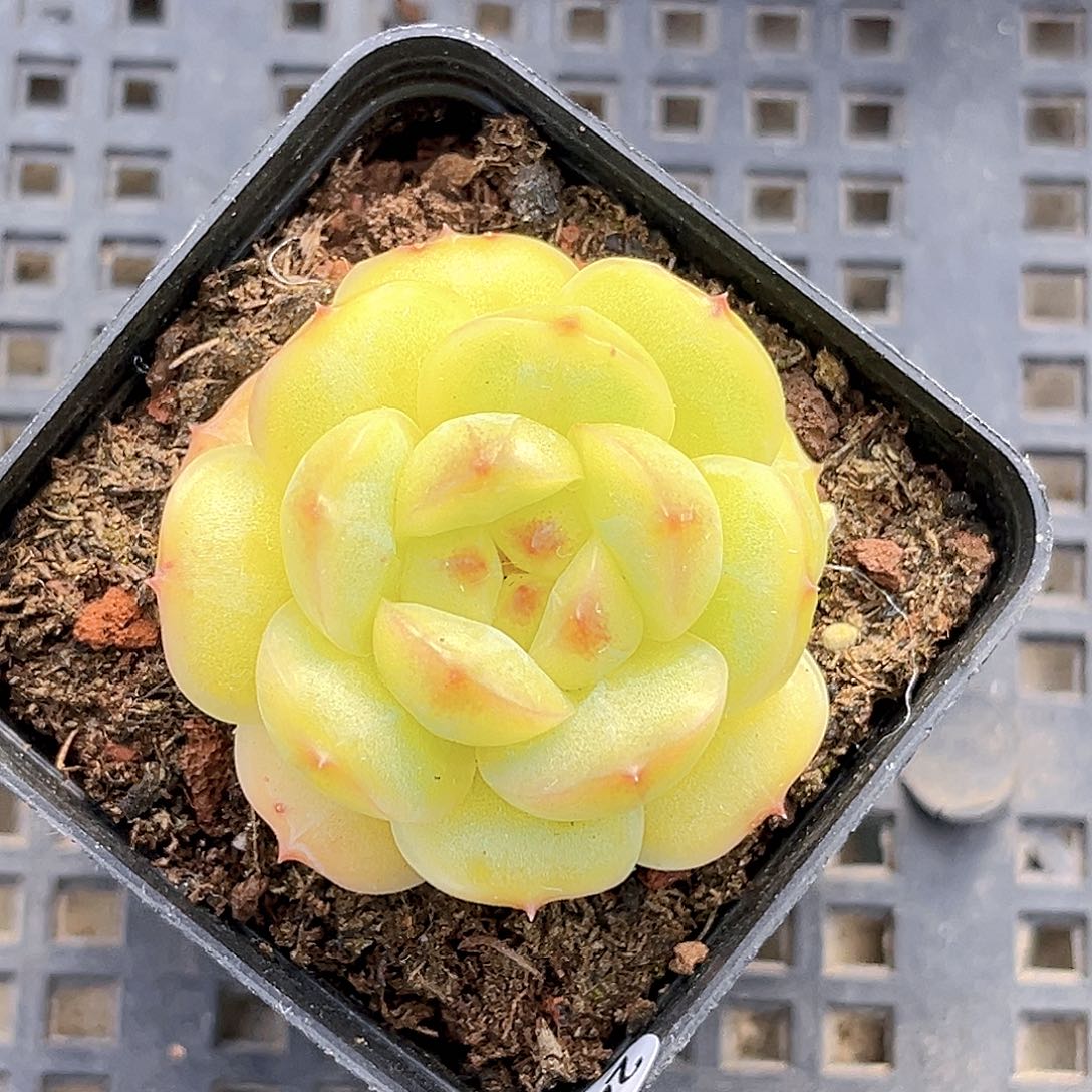 249 一物一拍多肉 孤品