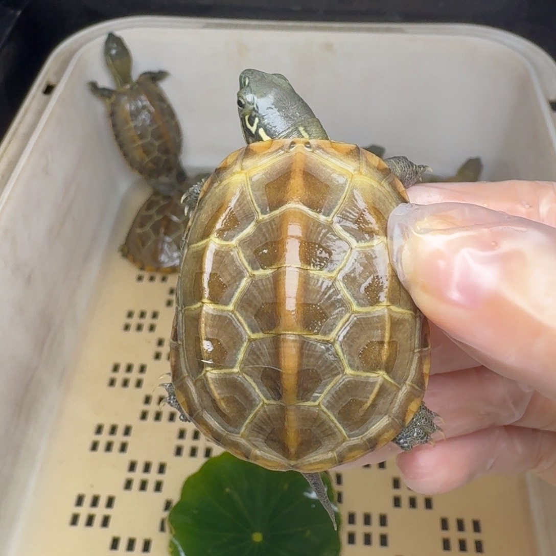 母绿毛龟?**浩黄肉黄肉
