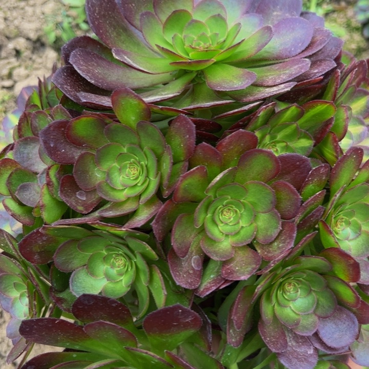 172红心万圣节多肉