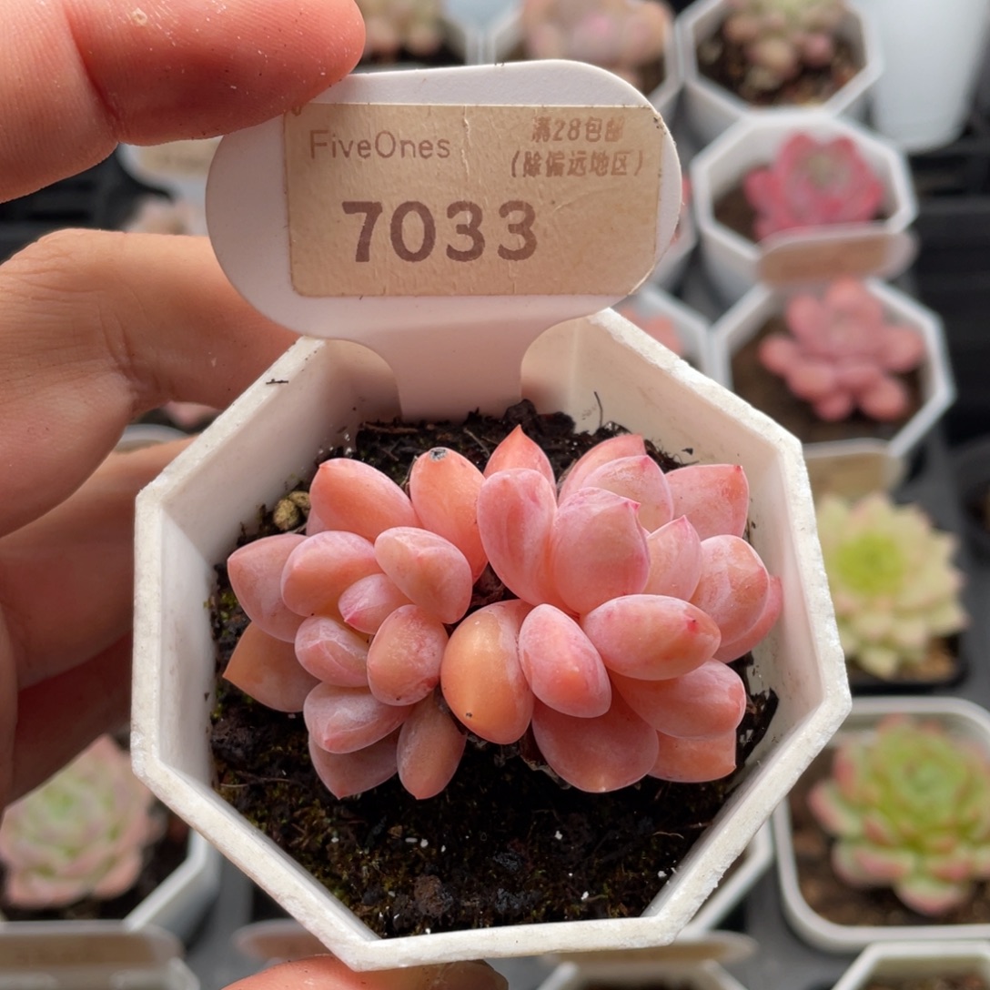 Op冰玉7033-6厘米