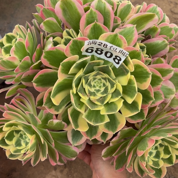 6808白凤多肉植物