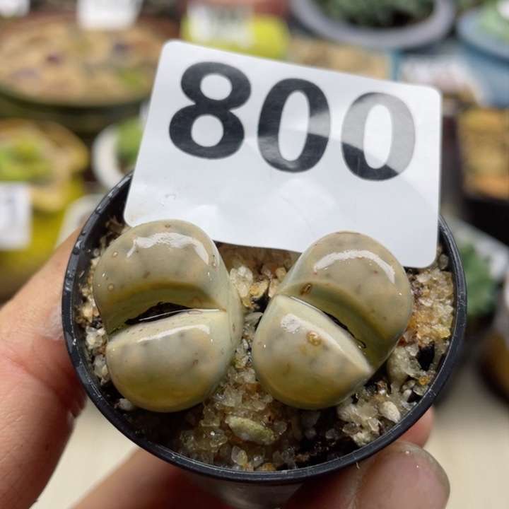 800招福玉母本带盆