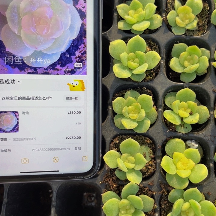 李铁锤 舟舟谪仙多肉