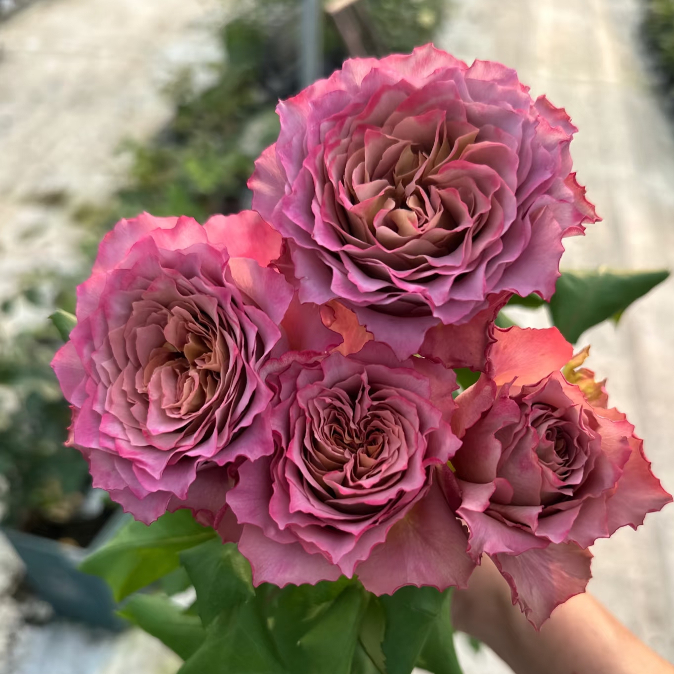 英伦节拍/清茶 日本 月季花苗复古色 灌木大花波浪（1+根接土球）