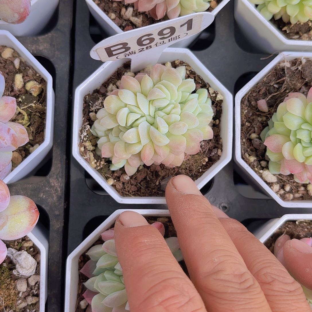 B691白月影杂交缀一物一拍