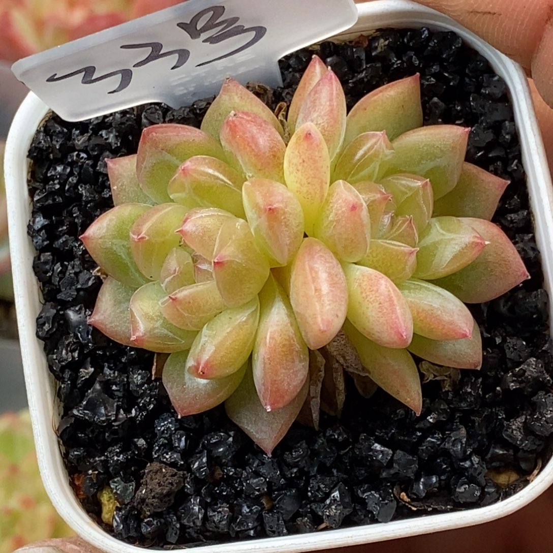 天官赐福百无禁忌