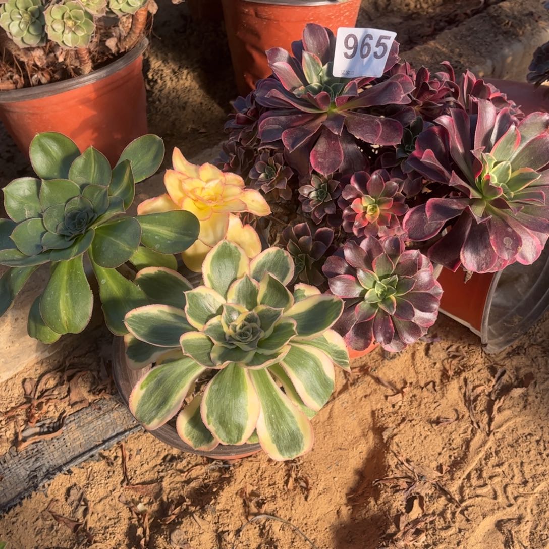 四****金丝雀燕姿锦965不包断枝