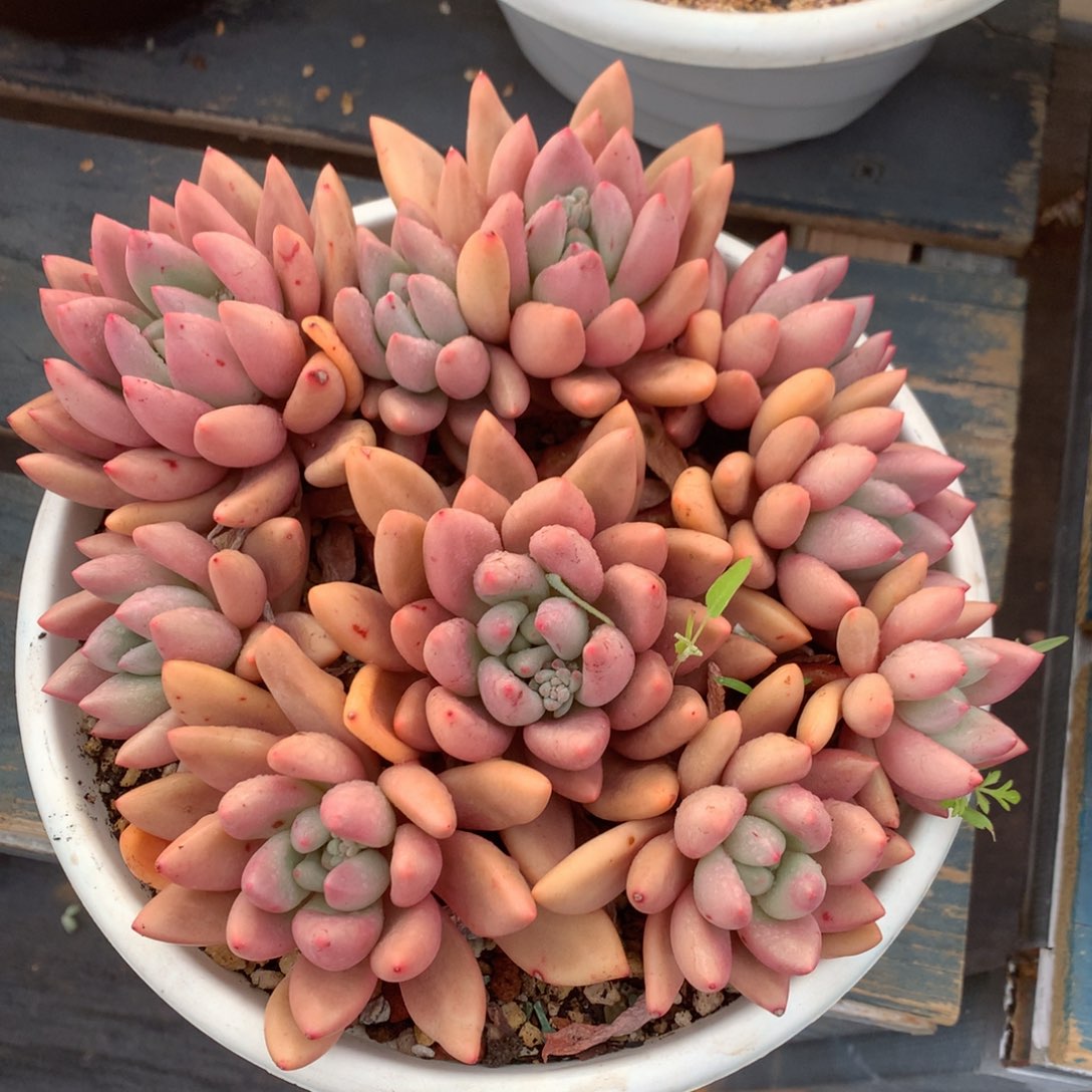 桃花源老桩一物一拍