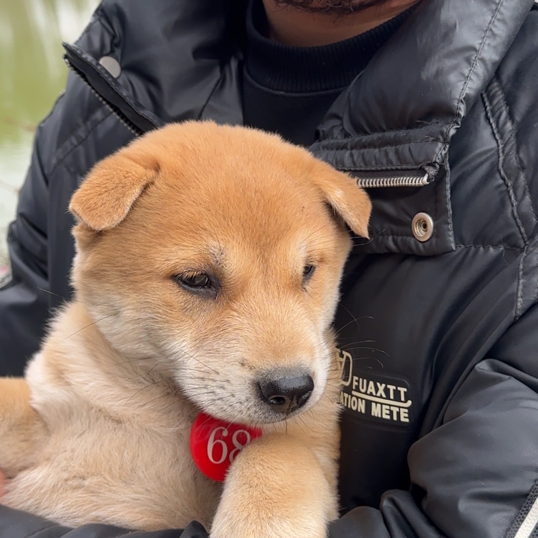 2***2中华田园犬小黄母