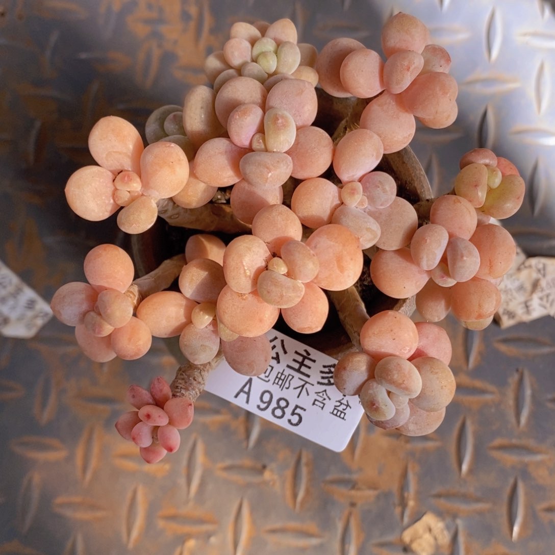 香水手指奶9cm985多肉植物