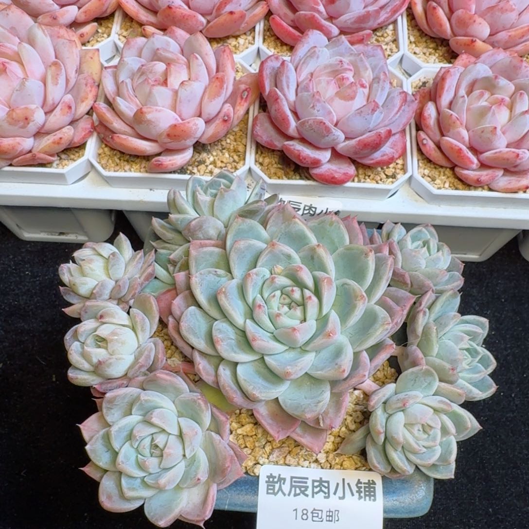 多肉植物    518  佳人