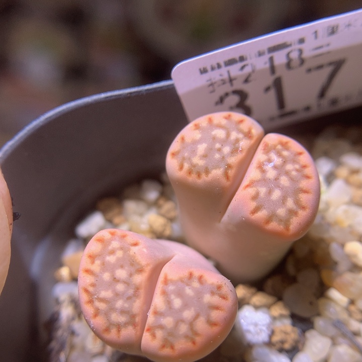 精品生石花218.317