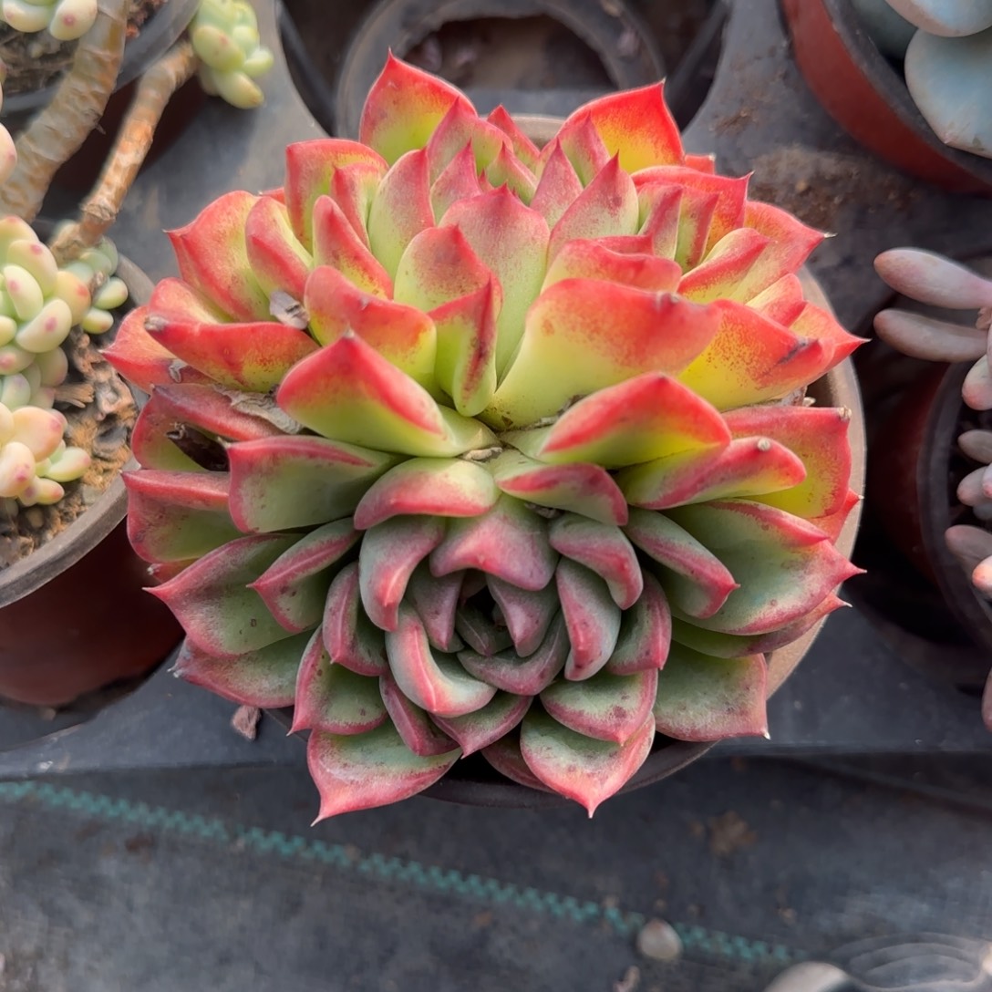 无花朵双头安娜120