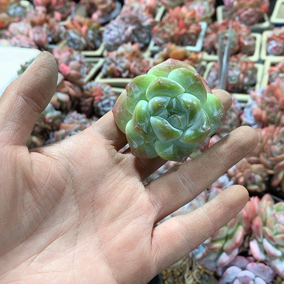 铲屎官哈哈哈哈哈哈哈