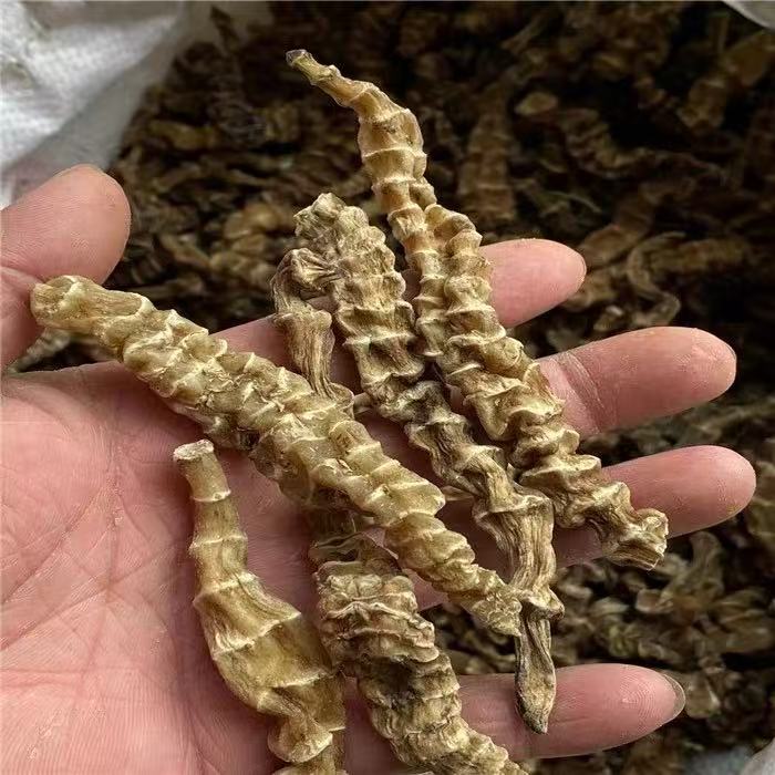 珍藏参品质优良值得拥有