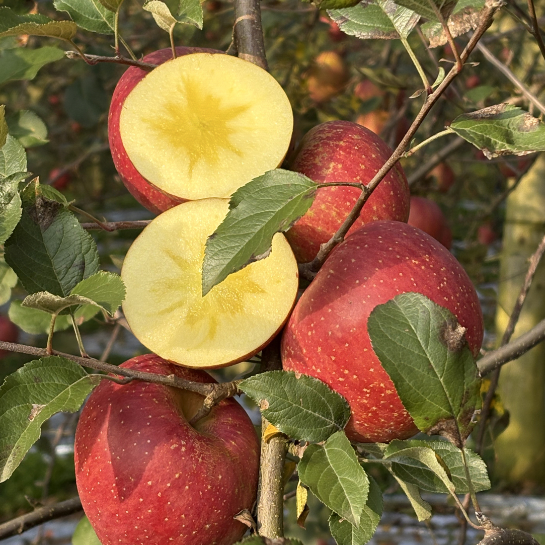 10斤装云南昭通红富士冰糖心丑苹果新鲜现摘脆甜可口