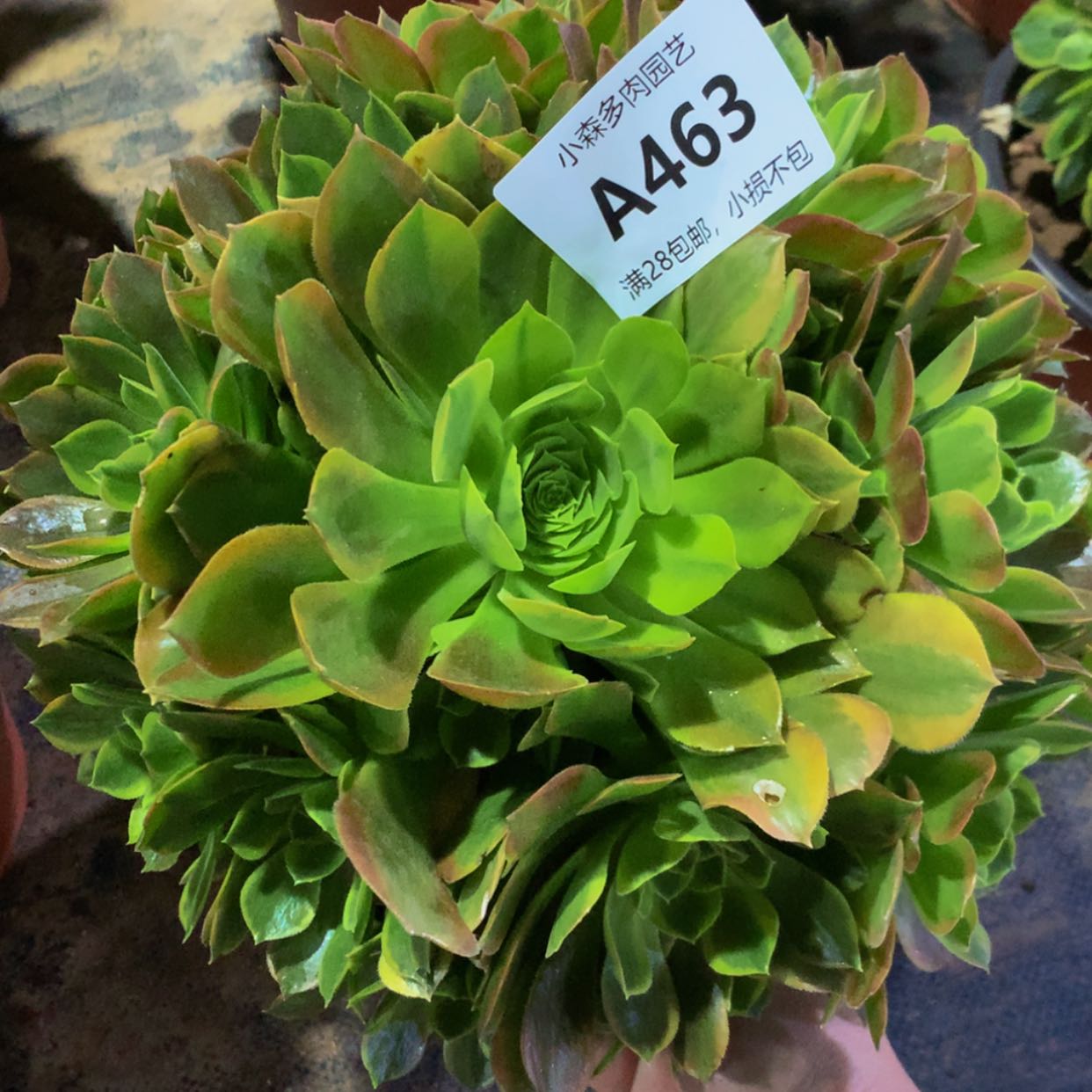 【闪购商品】463青蒙多肉