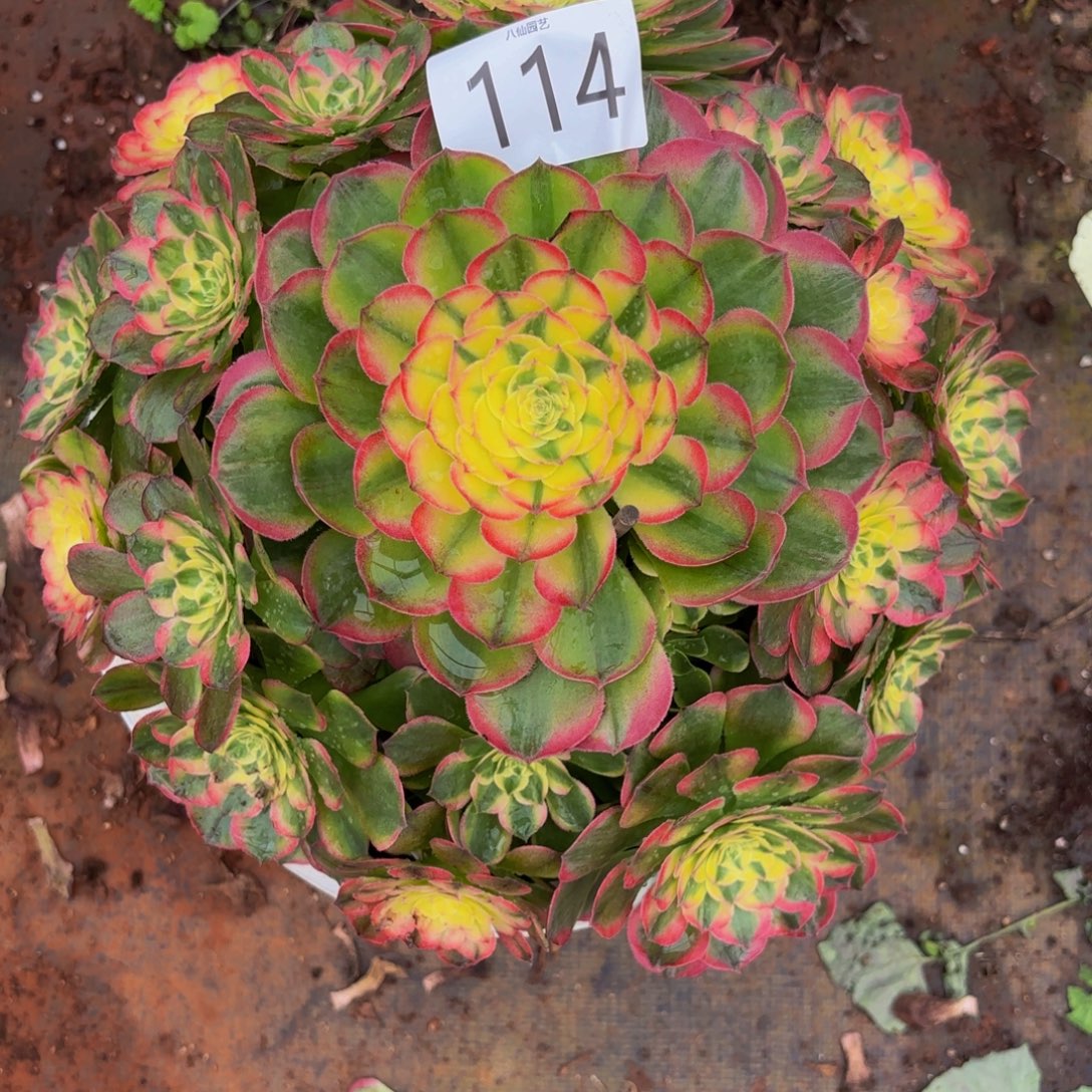安***逸114多肉植物海仙特价物流到付