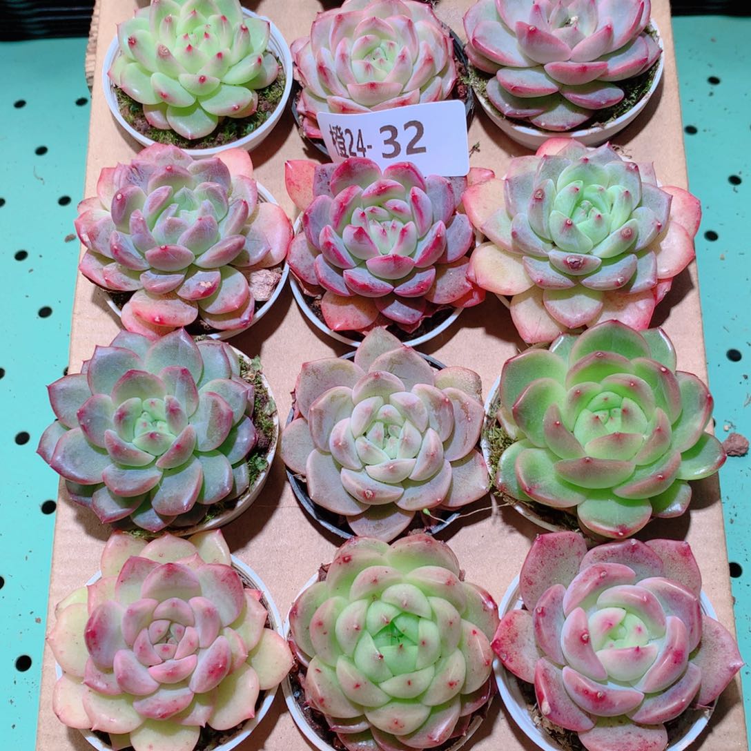 24-32一物一拍多肉带盆18颗