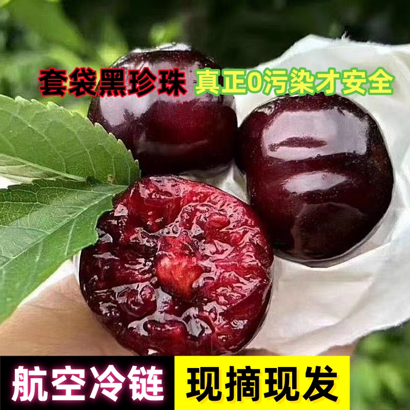 【航空冷链】天水大樱桃套袋黑珍珠头茬露天高山车厘子现摘现发H