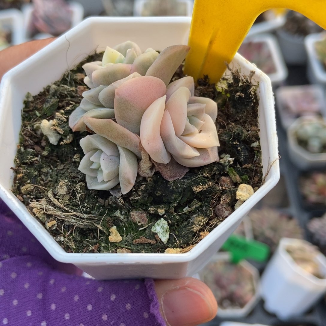 548可爱玫瑰锦多肉