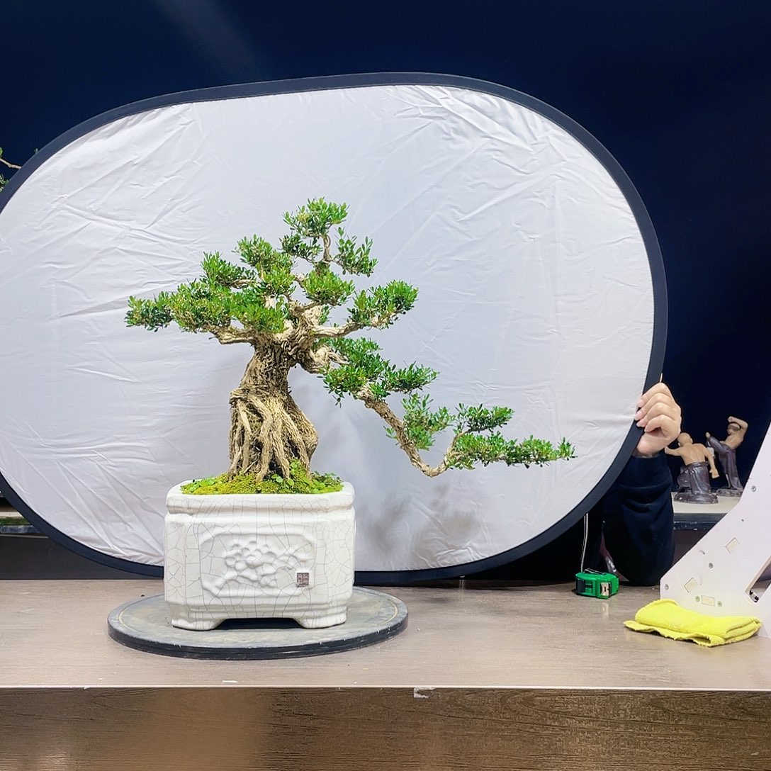 完全开放黄杨盆景四季常青