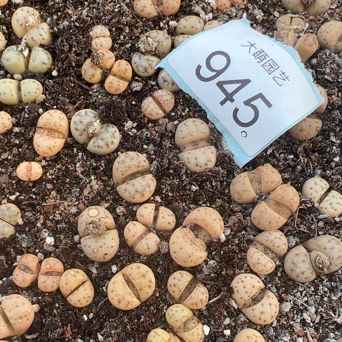 0000945量拍黄神迪3颗