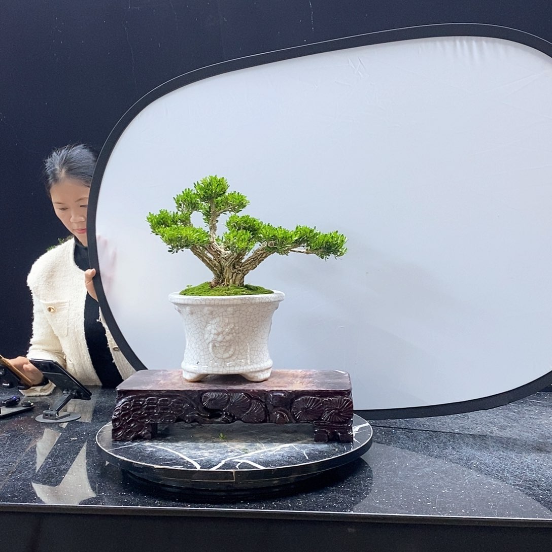 无花朵精品黄杨盆景