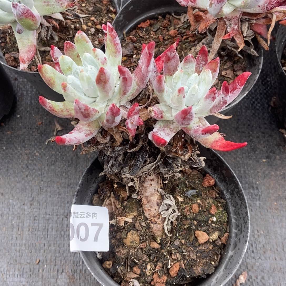 007多肉植物l l l l