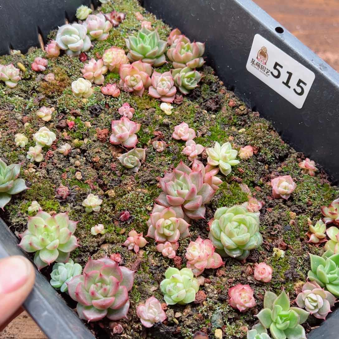 多肉植物多肉植物