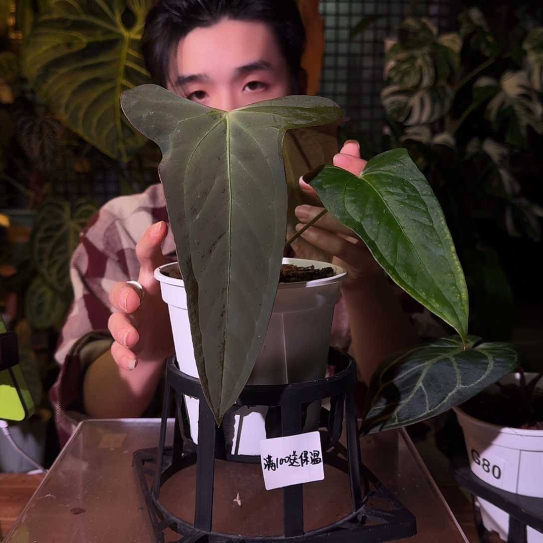 不开花植物G81平可立杂闪灵papi