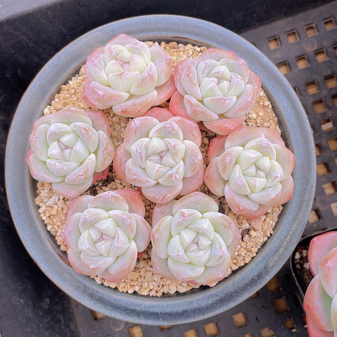 量拍100号 樱花钻石冰玉单头7个