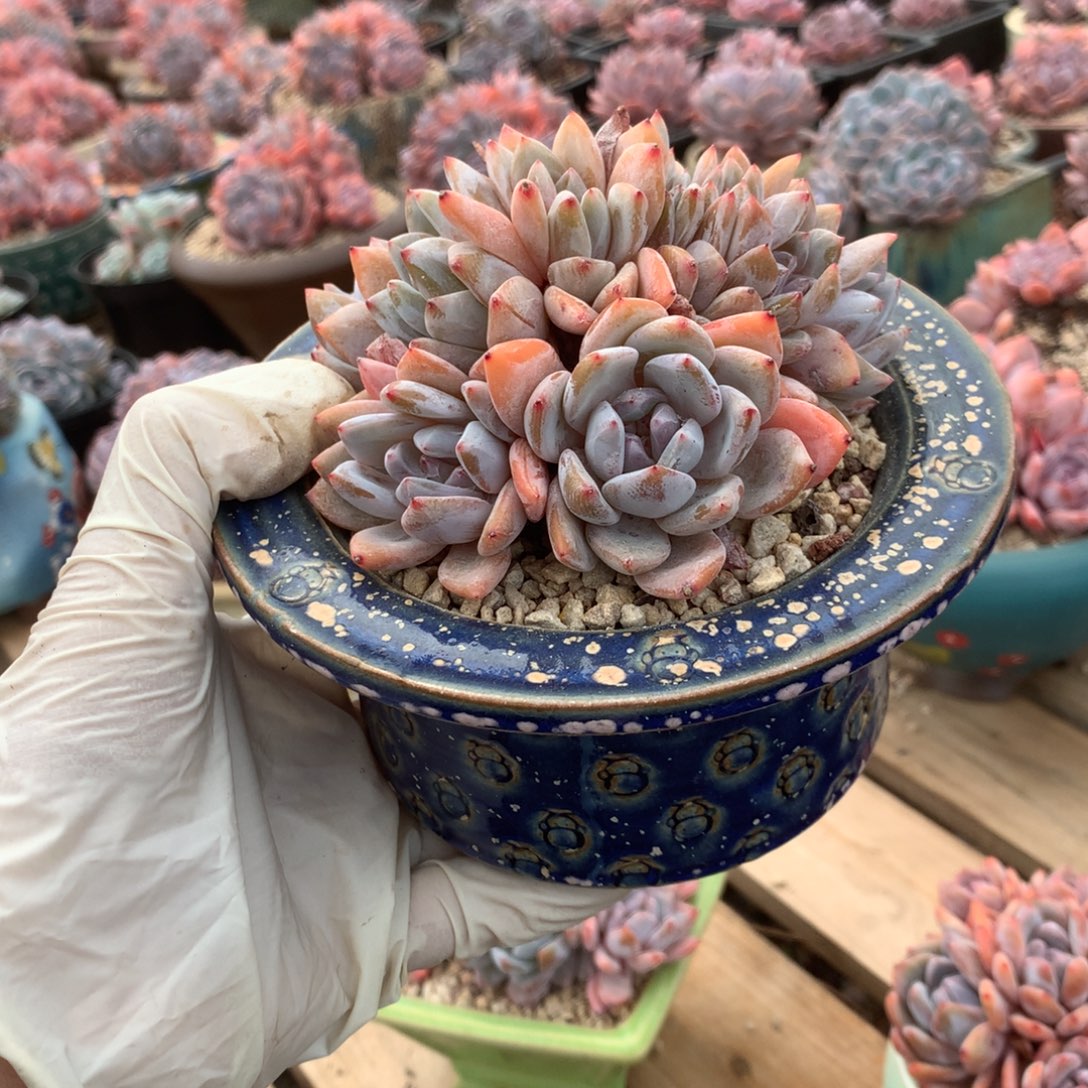 无花朵10头哈哈哈哈哈哈哈哈哈