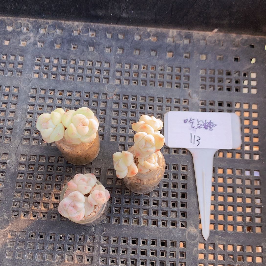 少吃点糖玻璃瓶发冰玉